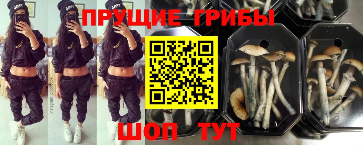 Галлюциногенные грибы GOLDEN TEACHER Павловский Посад